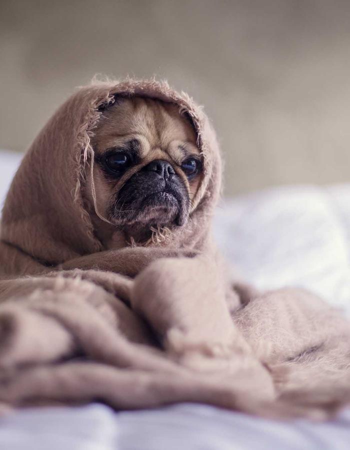 Placeholder free style guide image